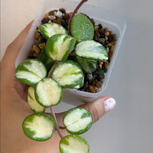 호야 마틸드 바리에가타 이미지