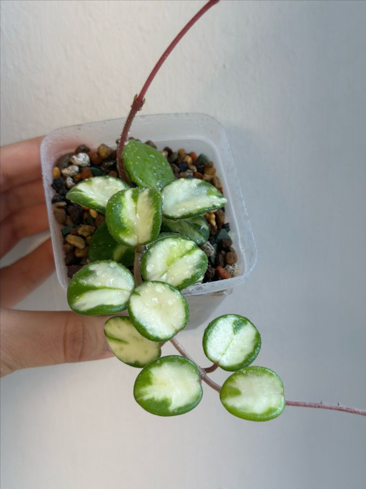 호야 마틸드 바리에가타 이미지