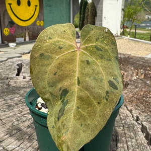 안스리움 에오스 x 파필퍼플 바리에가타 클론 이미지