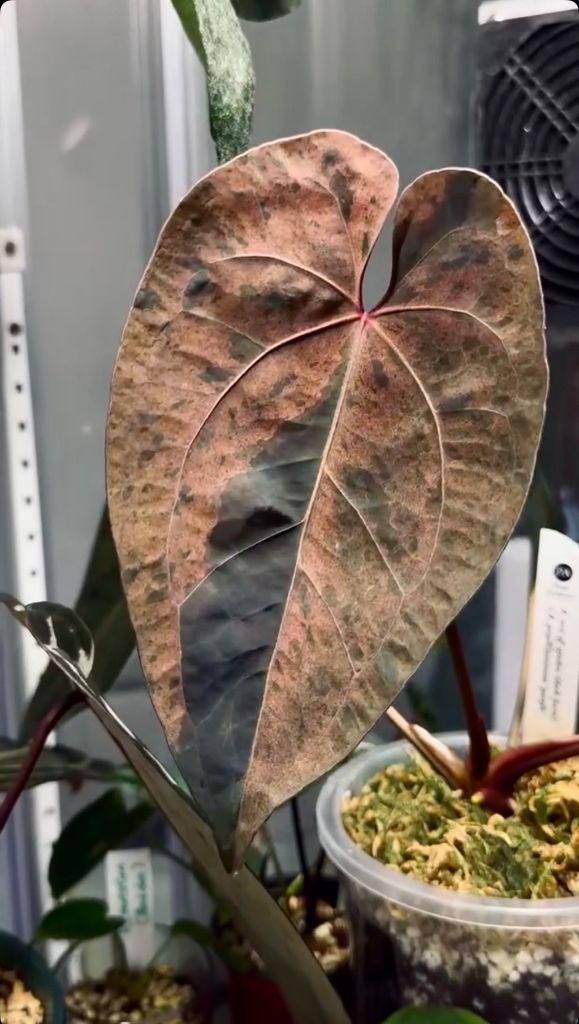 안스리움 에오스x파필퍼플 바리에가타 클론 이미지