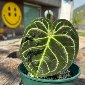 안스리움 리갈레 bottom번식 (clone) 이미지