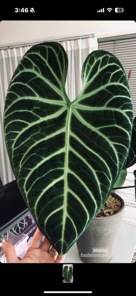 안스리움 리갈레 bottom번식 (clone) 이미지