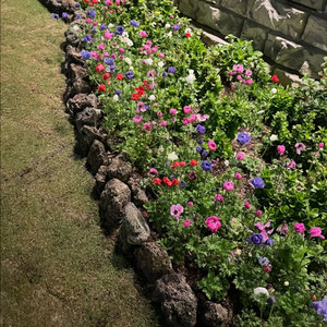 2027 퍼시픽 간호학과 pdf 구합니다 이미지