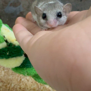 피그미다람쥐 분양 이미지