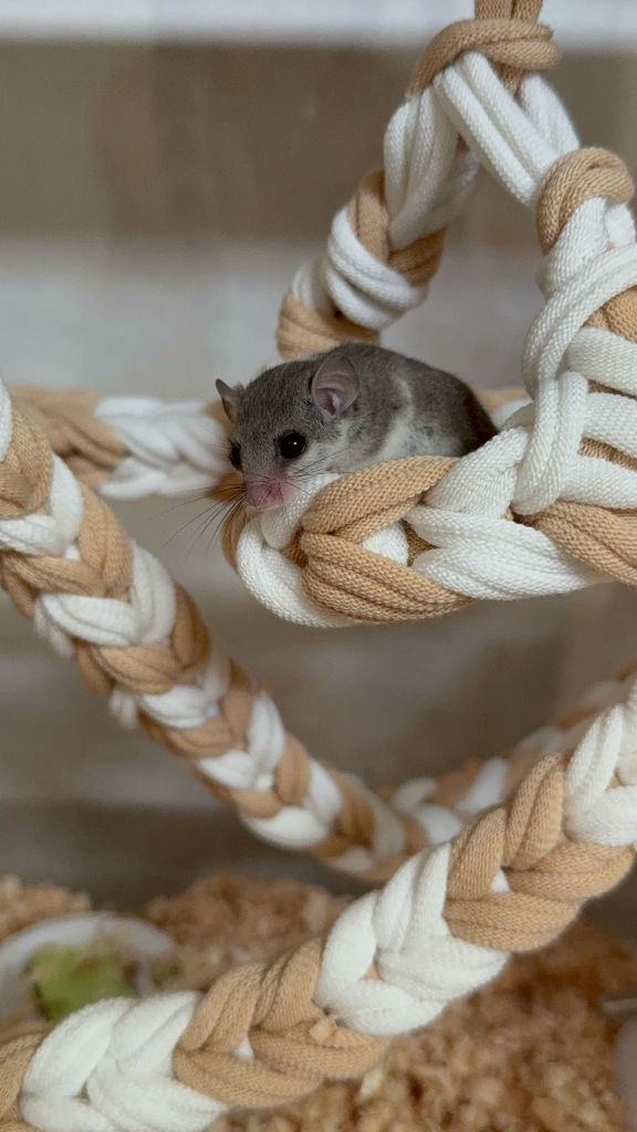 피그미다람쥐 분양 이미지