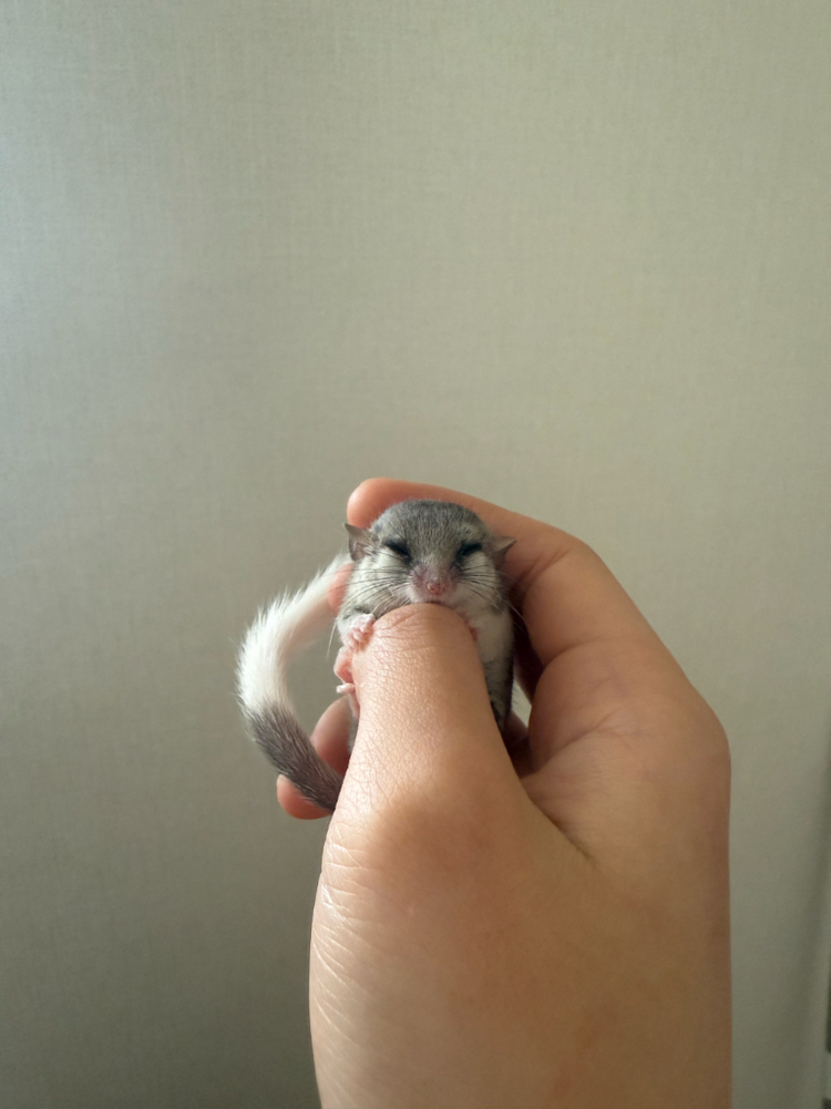 피그미다람쥐 분양 이미지