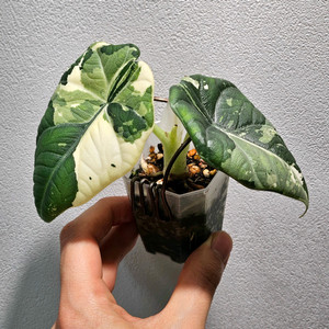 (자구개체)알로카시아 마하라니 알보(자구 6개 성장중) 이미지