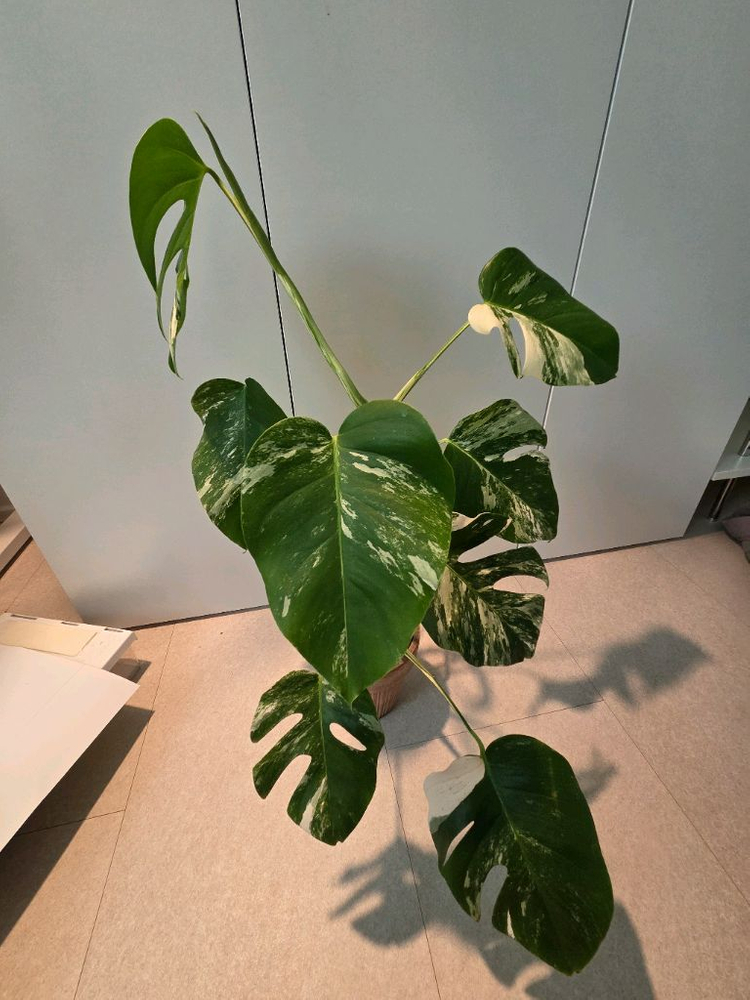 몬스테라알보 이미지