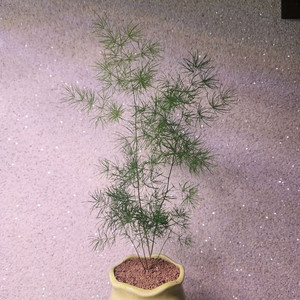 아스파라거스 미리오클라두스 팝니다~ 이미지