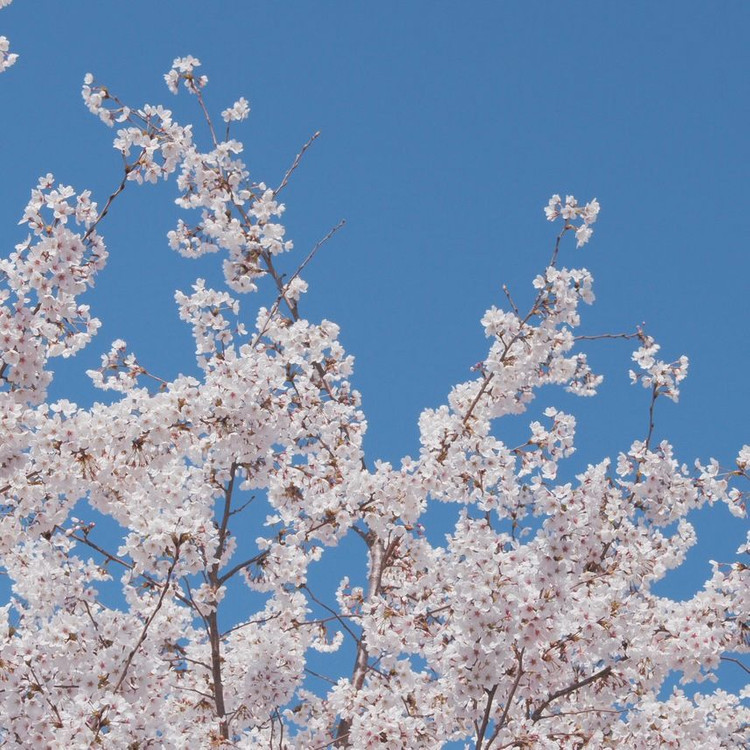 입문용 추천) 후지필름 x-t200 미러리스 카메라 빌트록스 렌즈 이미지