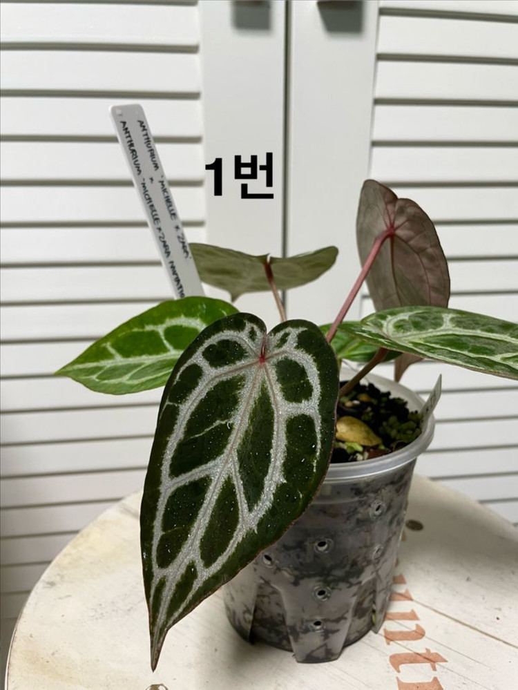 안스리움 미쉘자라x투버튼 이미지