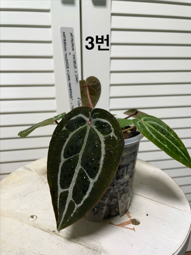 안스리움 미쉘자라x투버튼 이미지