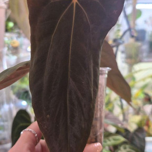 안스리움 RLxFS드웨인 셀렉 (클론) 이미지