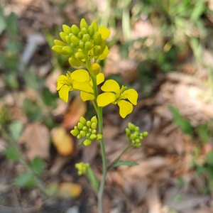에어팟 프로3 미개봉 상품 삽니다. 이미지