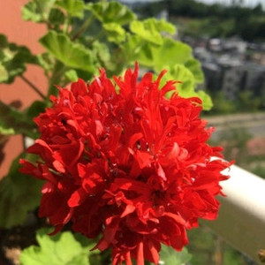 스텔라제라늄 센코하나비 이미지