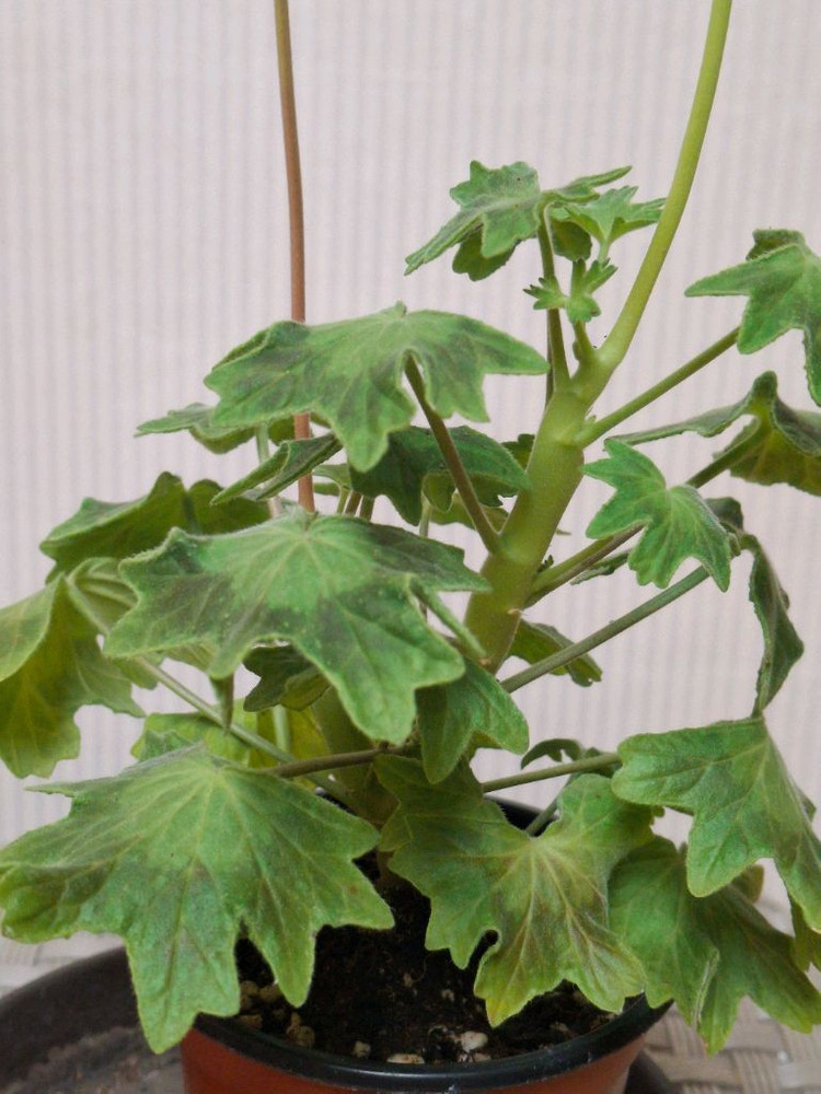 스텔라제라늄 센코하나비 이미지