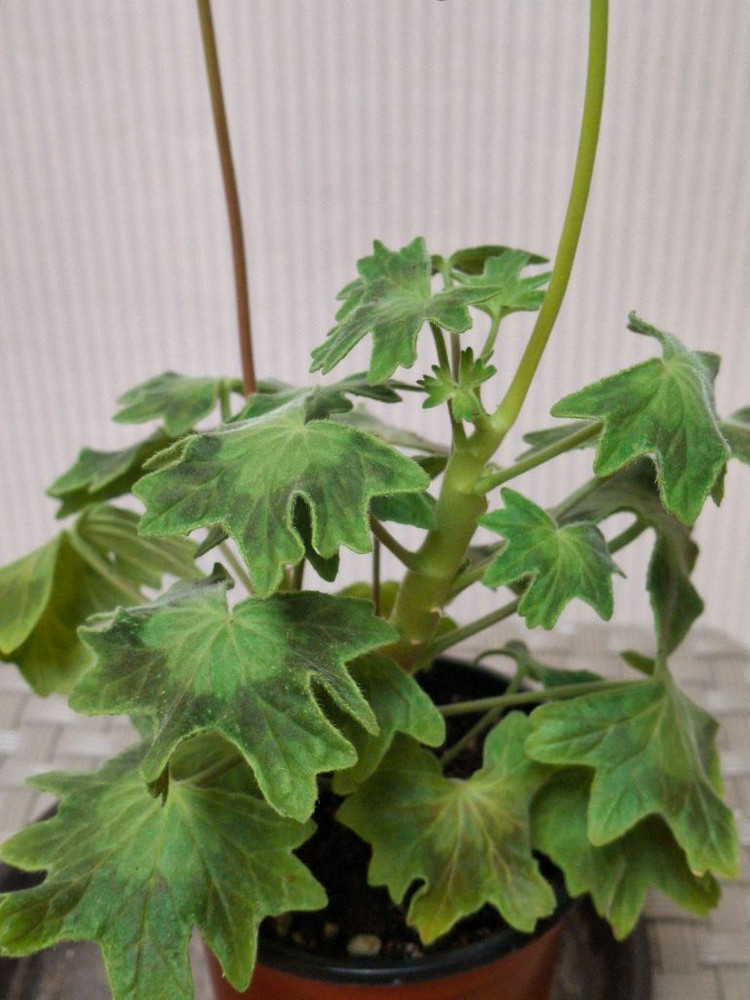 스텔라제라늄 센코하나비 이미지