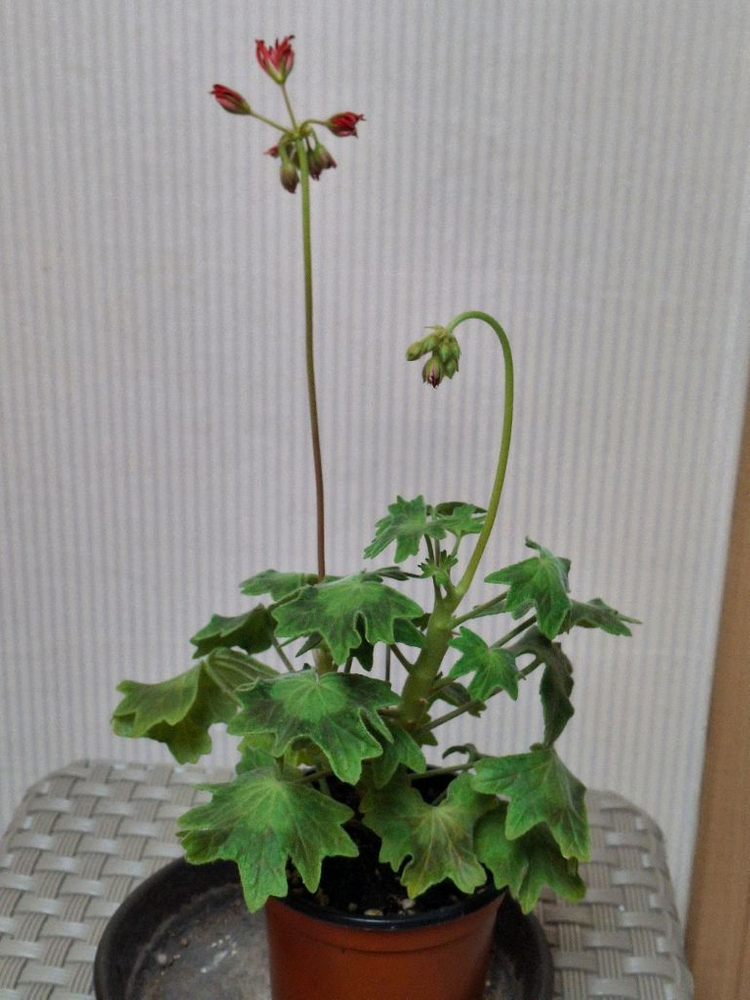 스텔라제라늄 센코하나비 이미지