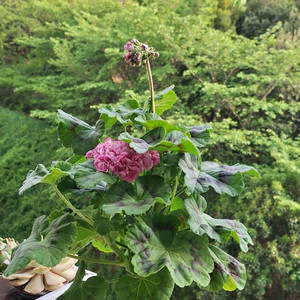 제라늄 보랏빛바람 대품 이미지