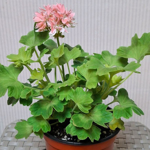 스텔라제라늄 금비 중품 이미지