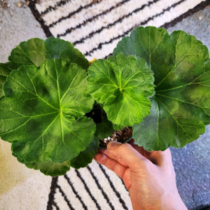 Eric 스타판타지 제라늄(가네야 슬릿분 12호) 이미지