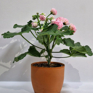 제라늄 심레이디로즈 이미지