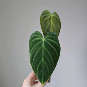 필로덴드론 스플렌디드 베멜하 이미지