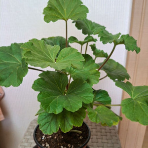 제라늄 오덴시외뢰들루반 중품 이미지