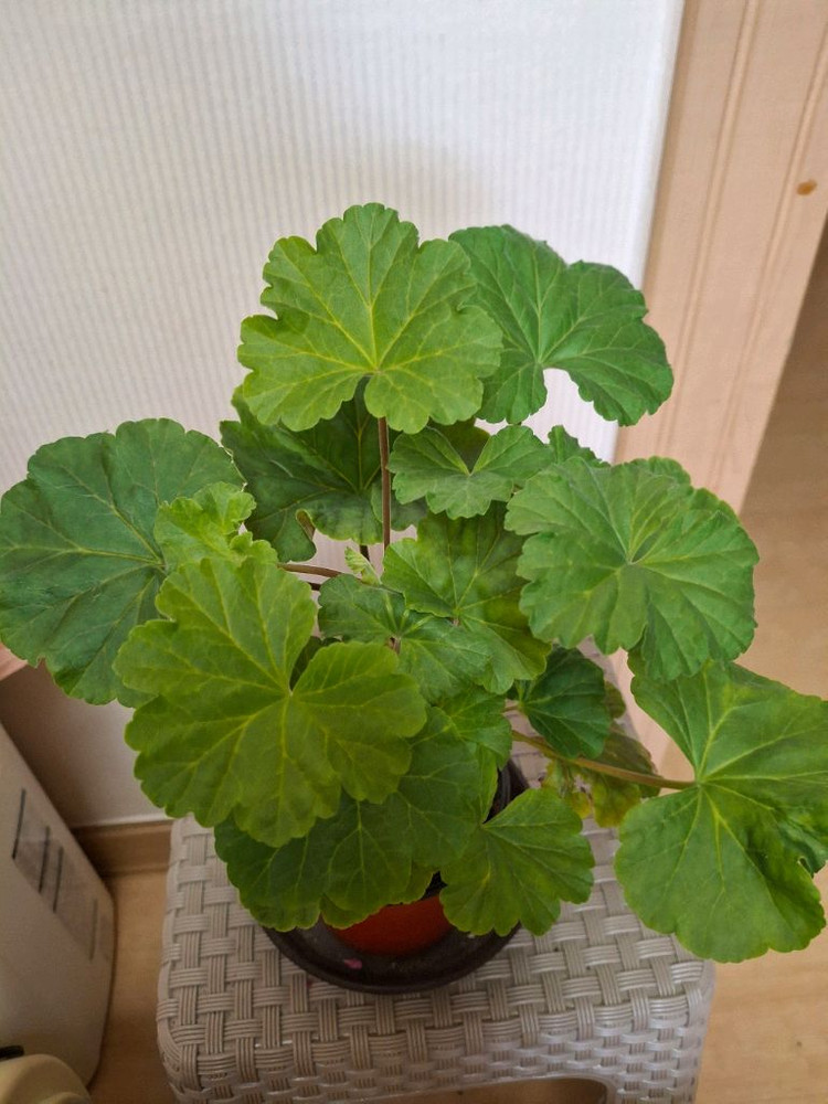 제라늄 오덴시외뢰들루반 중품 이미지