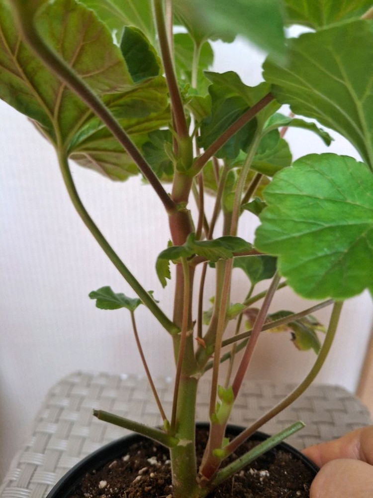 제라늄 오덴시외뢰들루반 중품 이미지