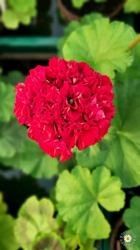 제라늄 오덴시외뢰들루반 중품 이미지