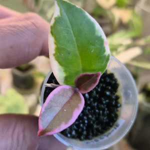 호야 퍼플프라이드 이미지