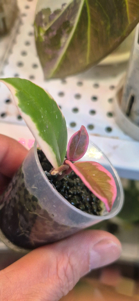 호야 퍼플프라이드 이미지