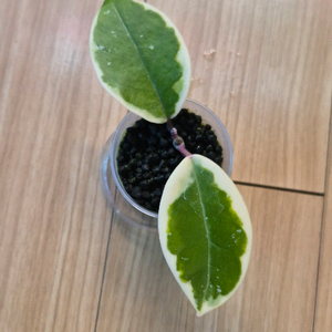 호야 퍼플프라이드 이미지