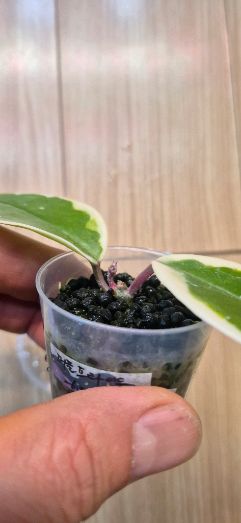 호야 퍼플프라이드 이미지