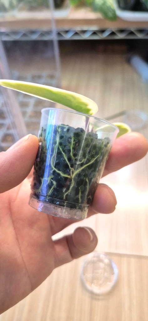 호야 퍼플프라이드 이미지