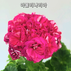 아폴리나리아 중대품 제라늄 이미지