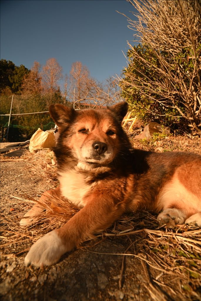 삼양 18-28mm 렌즈 (작례첨부) 이미지