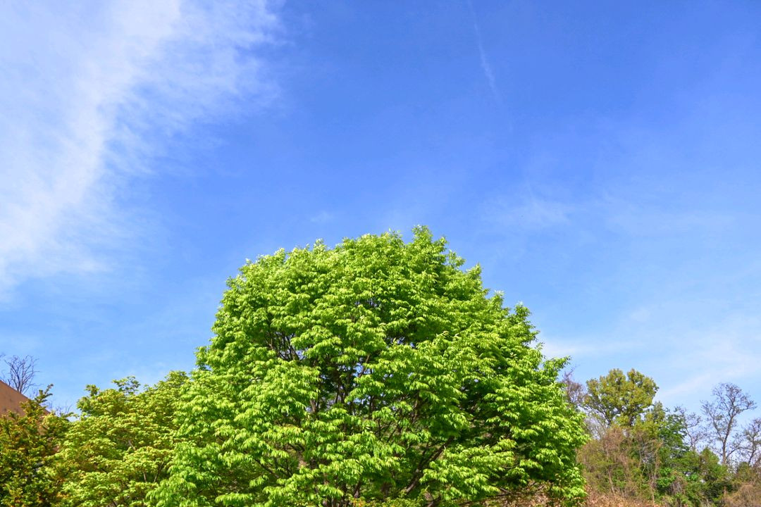 니콘 z50ii +18 140 이미지