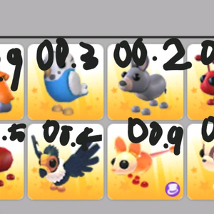 입양하세요 잡펫팝니다. (설명참조) 이미지