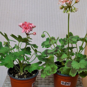 스텔라제라늄 또송빛.송봄비 이미지