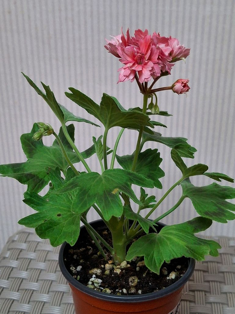 스텔라제라늄 또송빛.송봄비 이미지