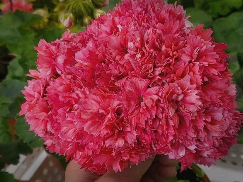 스텔라제라늄 또송빛.송봄비 이미지