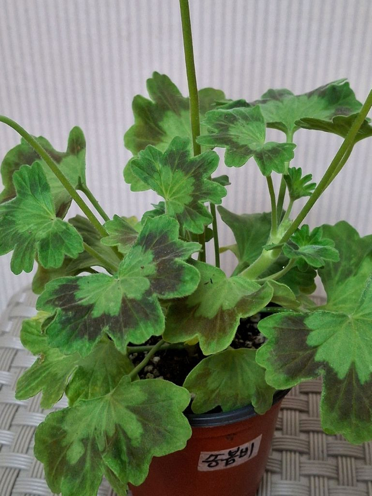 스텔라제라늄 또송빛.송봄비 이미지