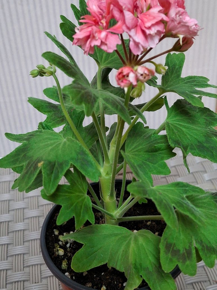 스텔라제라늄 또송빛.송봄비 이미지