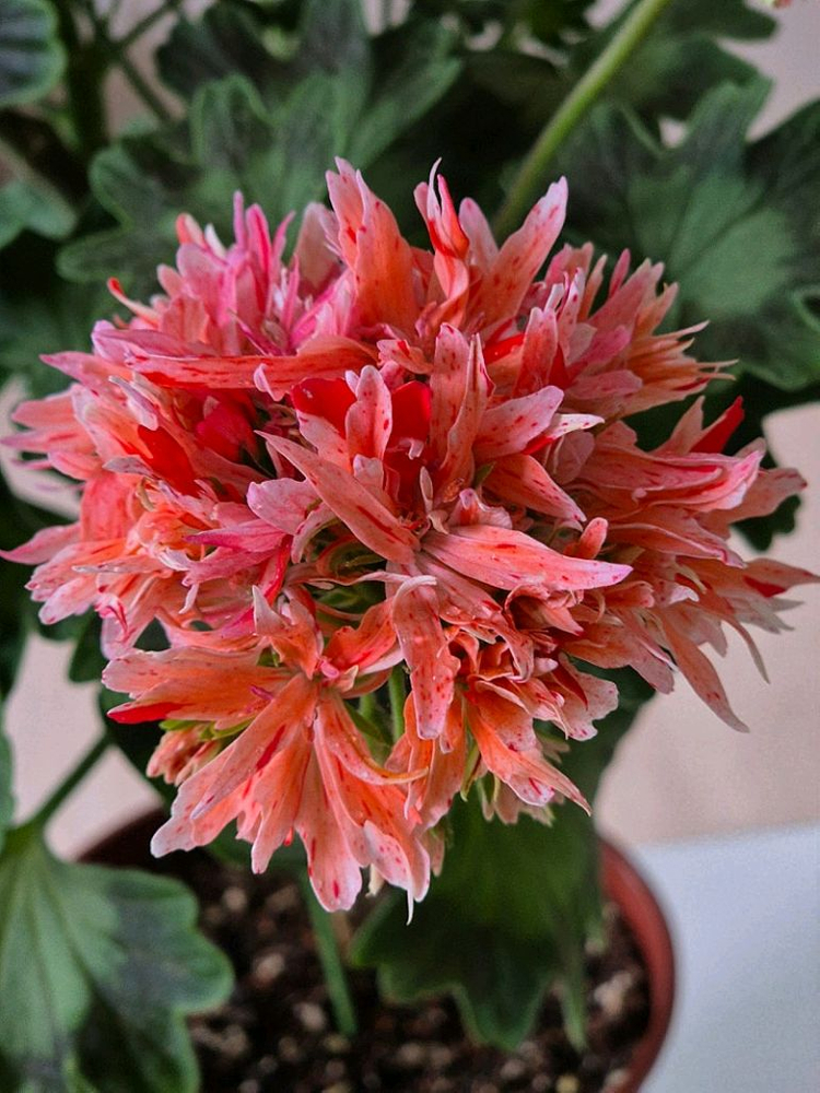 스텔라제라늄 또송빛.송봄비 이미지