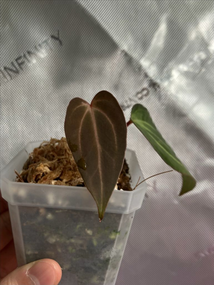 안스리움 칼라블랙키 x 파필 다크 선별 이미지