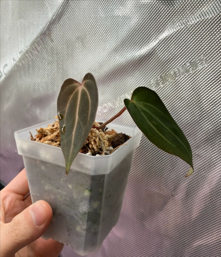 안스리움 칼라블랙키 x 파필 다크 선별 이미지