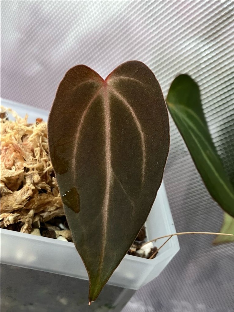 안스리움 칼라블랙키 x 파필 다크 선별 이미지