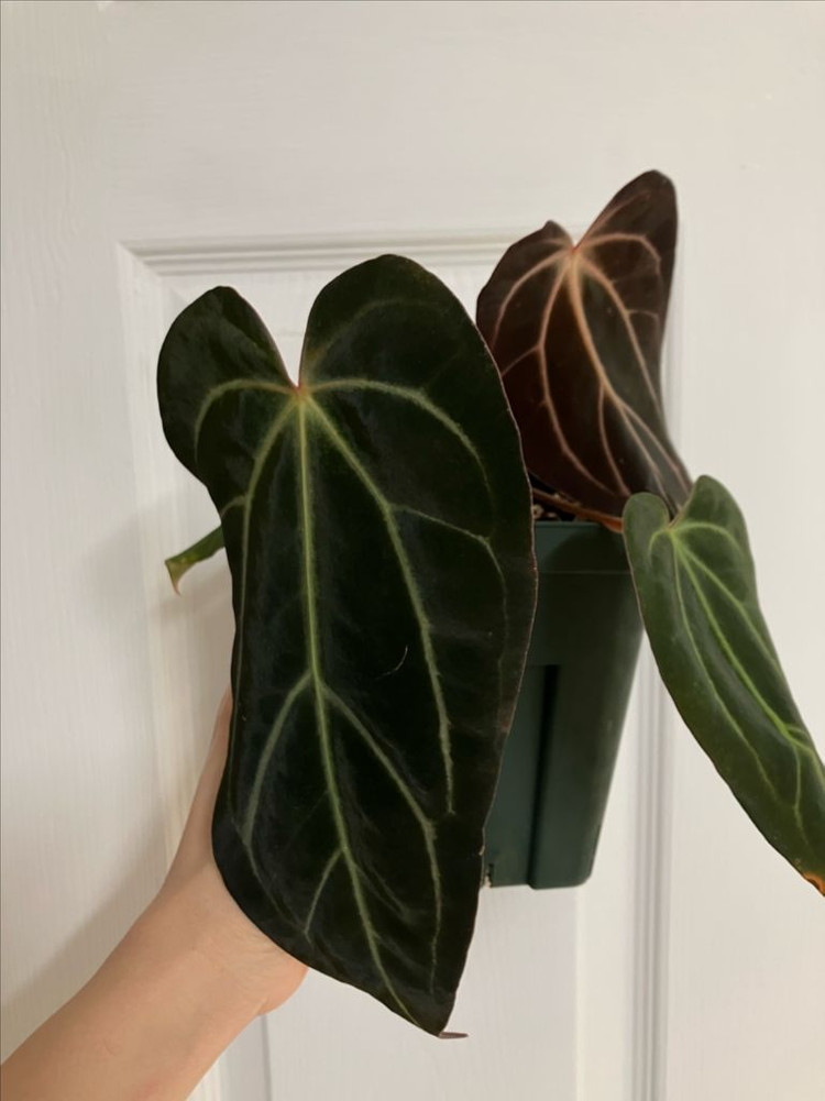 안스리움 칼라블랙키 x 파필 다크 선별 이미지